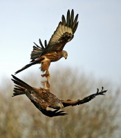 /album/birds-of-prey/copy-1-of-gig1-154-filtered-jpg/